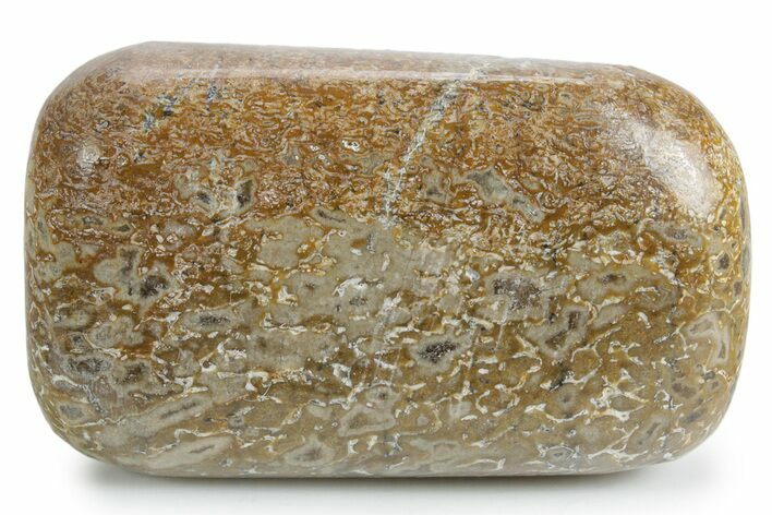 Polished Dinosaur Bone (Gembone) - Morocco #349586